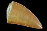 Serrated, Carcharodontosaurus Tooth #93197-1